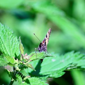 Close-up of butterfly on leaf