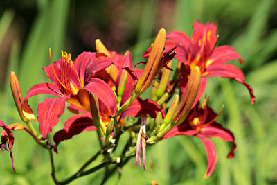 Close-up of insect on flower