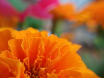 Close-up of orange flower