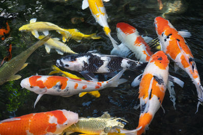 High angle view of koi carps swimming in pond