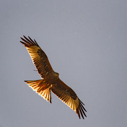 Low angle view of red kite flying in sky