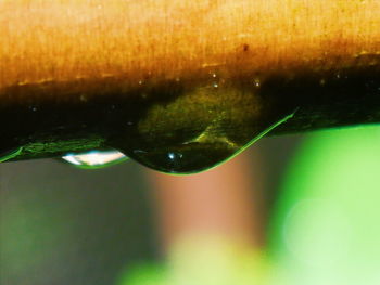 Close-up of water drops on leaf