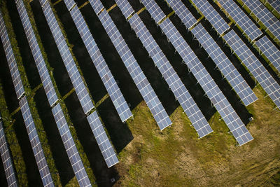 High angle view of plants growing in row