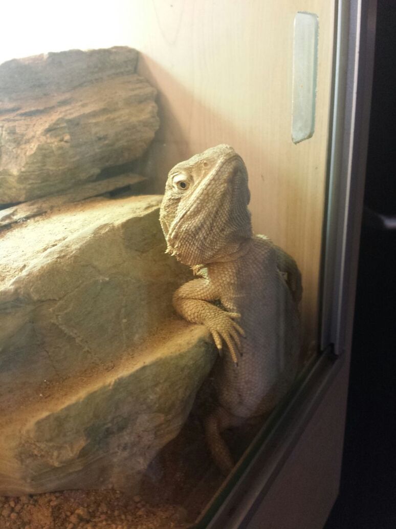 animal themes, one animal, animals in the wild, wildlife, rock - object, close-up, bird, nature, day, side view, no people, full length, indoors, rock, zoology, sunlight, perching, reptile, focus on foreground