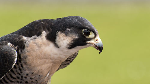 Close-up of eagle