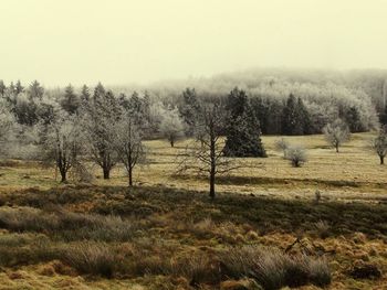 Bare trees on grassy field