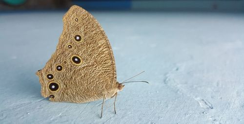 Close-up of butterfly on leaf