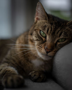 Close-up portrait of a cat