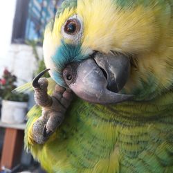 Close-up of parrot