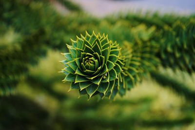 Close-up of spiky plant