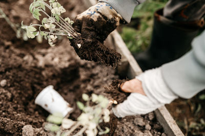 Female hands senior woman planting seedlings sprouts vegetable plant tomatoes in soil in a garden