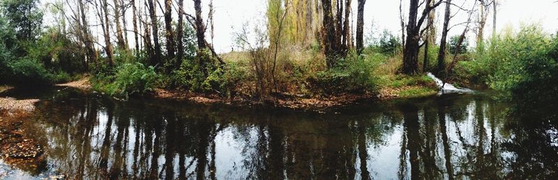 Reflection of trees in lake