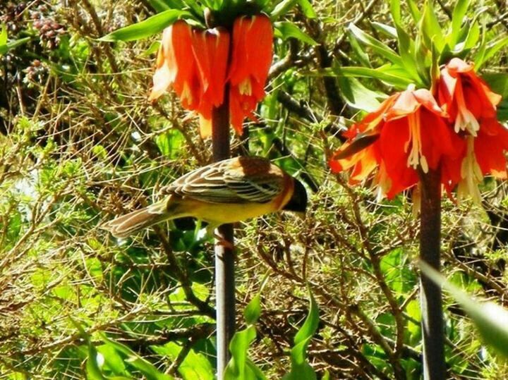 flower, growth, freshness, red, plant, petal, fragility, flower head, beauty in nature, nature, blooming, orange color, poppy, close-up, stem, outdoors, day, no people, field, green color