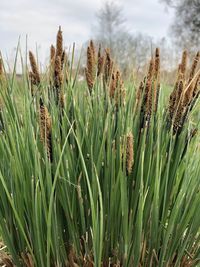 Close-up of stalks in field against sky