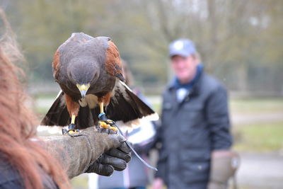 Man holding bird perching outdoors