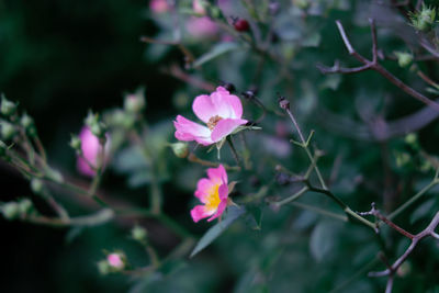 Close-up of pink flowering plant