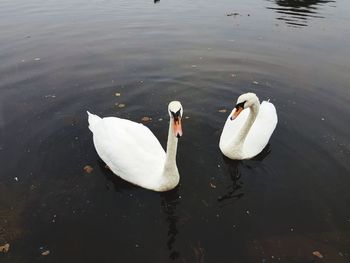 High angle view of swans swimming in lake