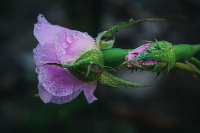 Close-up of water drops on pink rose