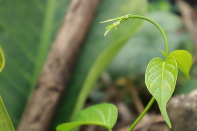 Close-up of plant growing on field