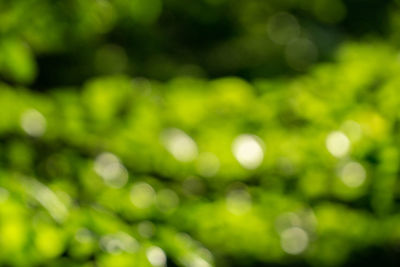 Defocused image of plants