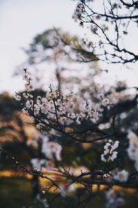 Low angle view of cherry blossom on tree