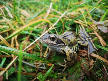 Close-up of frog on field