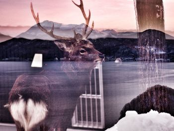 Digital composite image of deer with reflection in water