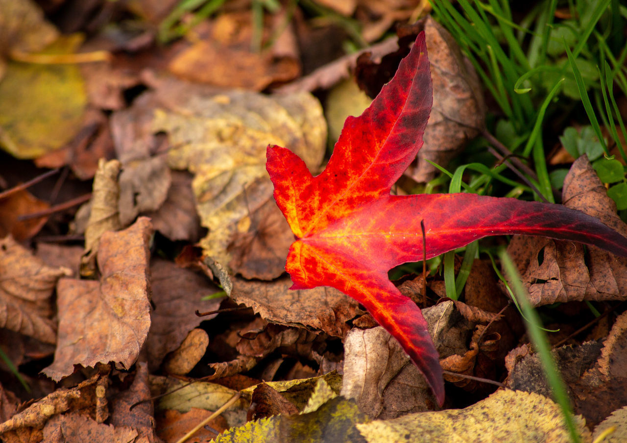 CLOSE-UP OF DRY MAPLE LEAF ON LAND