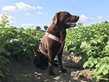 Dog standing on land against sky