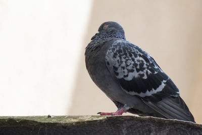 Close-up of pigeon perching on wall