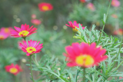 Close-up of pink flowering plants