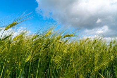 Close-up of wheat growing on field against sky