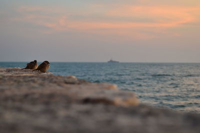 Bird perching on shore against sky during sunset
