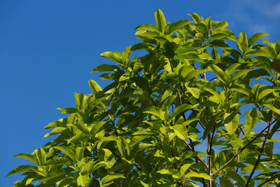 Low angle view of leaves against clear blue sky