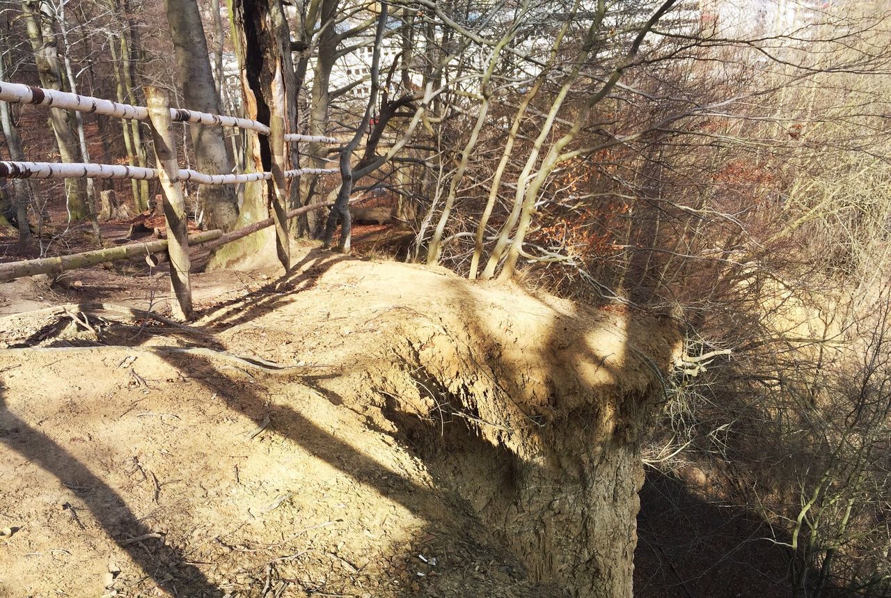 tree, tree trunk, branch, shadow, forest, tranquility, nature, sunlight, bare tree, growth, woodland, wood - material, day, outdoors, tranquil scene, no people, fence, field, beauty in nature, landscape