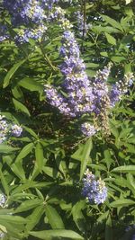 Close-up of purple flowers blooming on tree