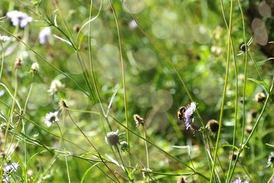Close-up of plant growing on field