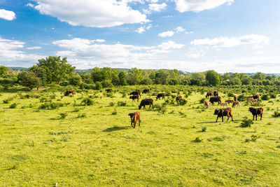 A herd of cattle heck, grazing in a clearing on a spring sunny day in western germany.