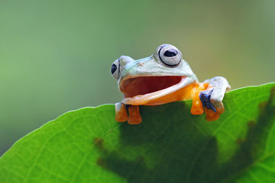 Close-up of frog on plant