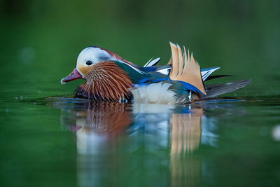 Duck swimming in lake