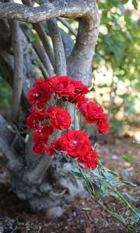 Close-up of red flower tree