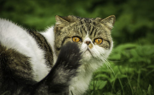 Close-up portrait of a cat