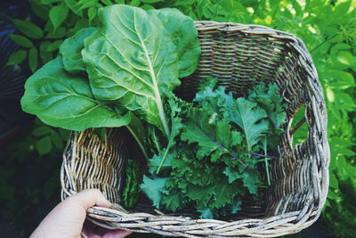 High angle view of hand holding fresh leaf vegetables in wicker basket