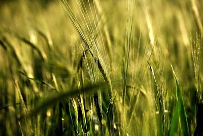 Close-up of stalks in wheat field