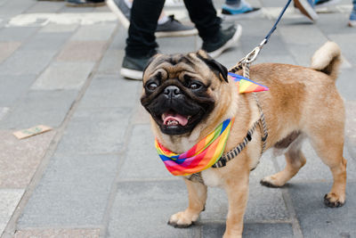 A pug dog on footpath, wearing rainbow attire