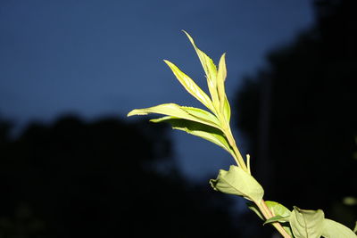 Close-up of yellow plant against sky