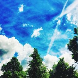 Low angle view of trees against sky