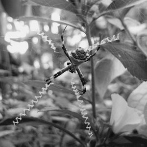 Close-up of butterfly on plant