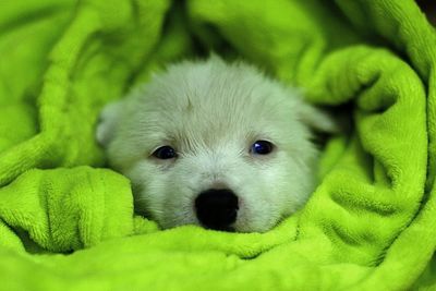 Close-up portrait of siberian husky wrapped in green blanket