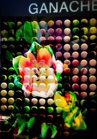 Close-up of multi colored flowers